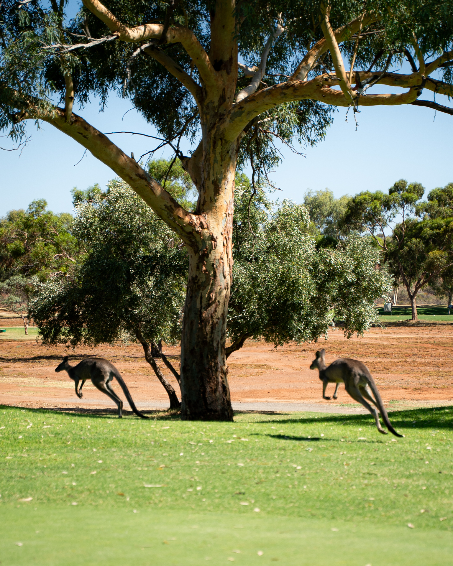 Broken Hill Golf & Country Club