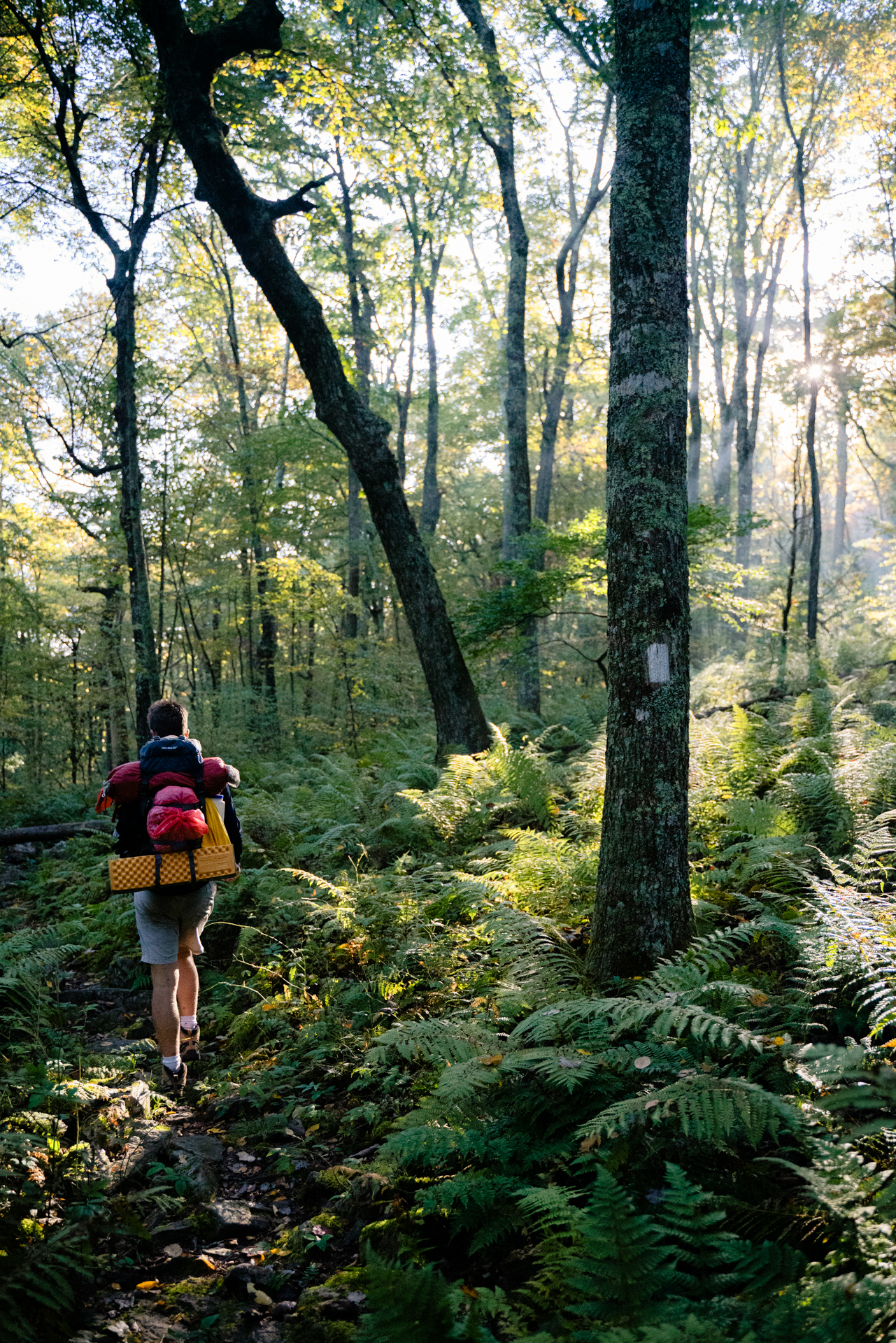 Into the Woods